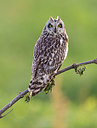 BUITEN BEELD Foto: 232967