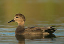 BUITEN BEELD Foto: 233001