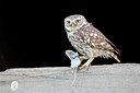 BUITEN BEELD Foto: 233010