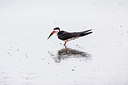 BUITEN BEELD Foto: 233029