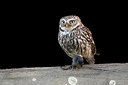 BUITEN BEELD Foto: 233067