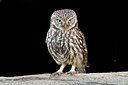 BUITEN BEELD Foto: 233081