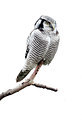 BUITEN BEELD Foto: 233086
