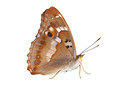 BUITEN BEELD Foto: 233159