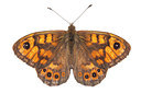 BUITEN BEELD Foto: 233173