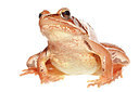 BUITEN BEELD Foto: 233175