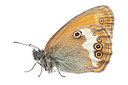 BUITEN BEELD Foto: 233190