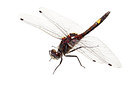 BUITEN BEELD Foto: 233203