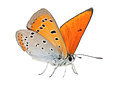 BUITEN BEELD Foto: 233232