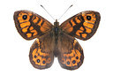 BUITEN BEELD Foto: 233237