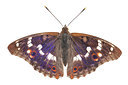 BUITEN BEELD Foto: 233243