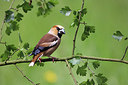 BUITEN BEELD Foto: 233247