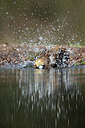 BUITEN BEELD Foto: 233249