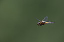 BUITEN BEELD Foto: 233274