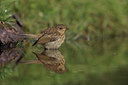 BUITEN BEELD Foto: 233275