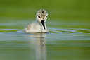 BUITEN BEELD Foto: 233281