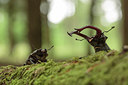 BUITEN BEELD Foto: 233294