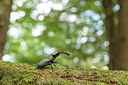 BUITEN BEELD Foto: 233296