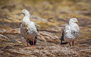 BUITEN BEELD Foto: 233314