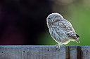 BUITEN BEELD Foto: 233324