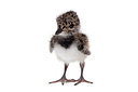 BUITEN BEELD Foto: 233350