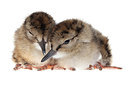 BUITEN BEELD Foto: 233352