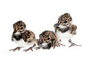BUITEN BEELD Foto: 233353