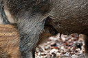 BUITEN BEELD Foto: 233434