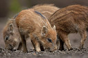 BUITEN BEELD Foto: 233435