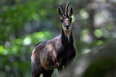 BUITEN BEELD Foto: 233438