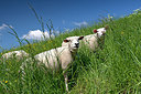BUITEN BEELD Foto: 233454
