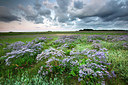 BUITEN BEELD Foto: 233468