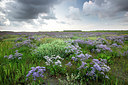 BUITEN BEELD Foto: 233469