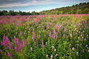 BUITEN BEELD Foto: 233484