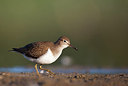 BUITEN BEELD Foto: 233682