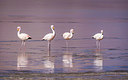 BUITEN BEELD Foto: 233766