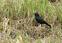BUITEN BEELD Foto: 233784