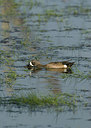 BUITEN BEELD Foto: 233787