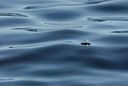 BUITEN BEELD Foto: 233794