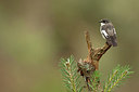 BUITEN BEELD Foto: 233816