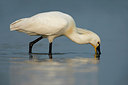 BUITEN BEELD Foto: 233857