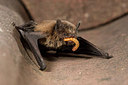 BUITEN BEELD Foto: 233886