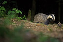 BUITEN BEELD Foto: 233897