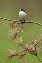 BUITEN BEELD Foto: 233953
