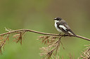 BUITEN BEELD Foto: 233954