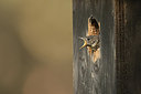 BUITEN BEELD Foto: 233958