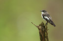 BUITEN BEELD Foto: 233963