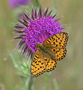 BUITEN BEELD Foto: 233977
