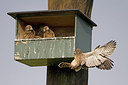 BUITEN BEELD Foto: 234028