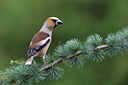 BUITEN BEELD Foto: 234035